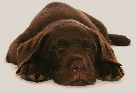 Sleeping Labrador Puppy