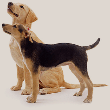 Two dogs looking up